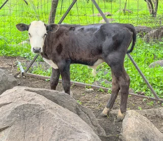 Bull calve