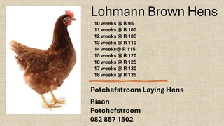 Lohmann Brown egg layer hens