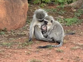 Lohmann Brown Laing hens