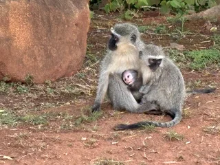 Lohmann Brown Laing hens