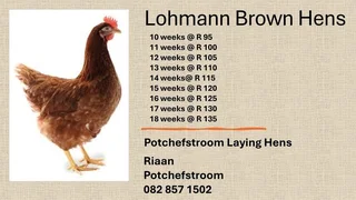 Lohmann Brown Laing hens