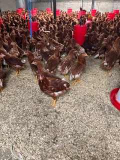Lohmann Brown Laing hens