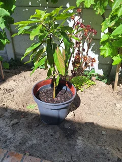 Avocado tree