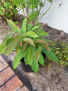 Avocado tree