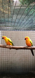 Tame Sun shine birds