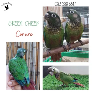 Tame Green Cheek Conures