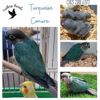Hand reared Turquoise conure