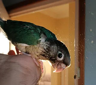 Hand Tame Turquoise Conures