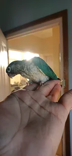 Hand Tame Turquoise Conures