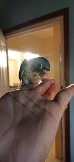 Hand Tame Turquoise Conures