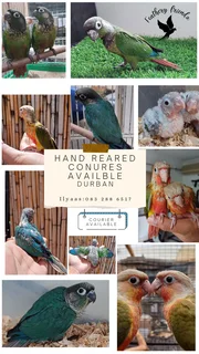 Hand Tame Conures for Sale in Durban | Friendly & Beautiful Birds