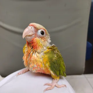 Tame pineapple conure