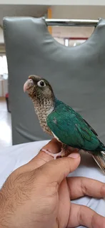 Tame Turquoise Conure
