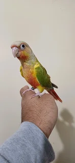 Hand Tame Pineapple Conure