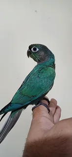 Hand Reared Turquoise Conures