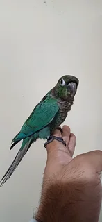 Hand Reared Turquoise Conures