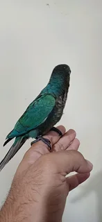 Hand Reared Turquoise Conures