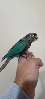Hand Reared Turquoise Conures