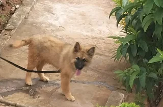 German Shepherd puppy