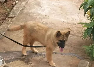 German Shepherd puppy