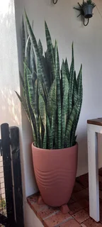 Potted Snnake plant