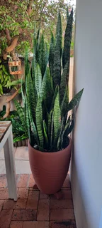 Potted Snnake plant