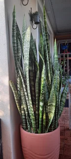 Potted Snnake plant