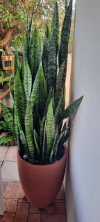 Potted Snnake plant