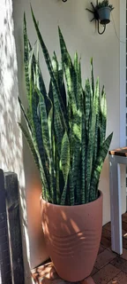 Snake Plant / Mother-in-laws Tongue