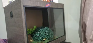 Leopard Geckos with Enclosure