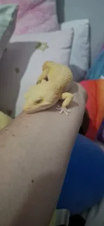 Leopard Geckos with Enclosure