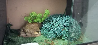 Breeding pair of Leopard Geckos