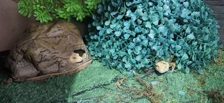 Breeding pair of Leopard Geckos