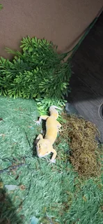 Breeding pair of Leopard Geckos