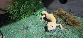 Breeding pair of Leopard Geckos