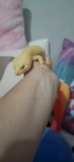 Breeding pair of Leopard Geckos