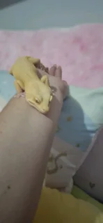 Breeding pair of Leopard Geckos