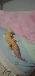 Breeding pair of Leopard Geckos