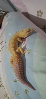 Breeding pair of Leopard Geckos