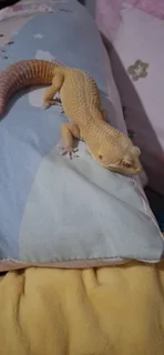 Breeding pair of Leopard Geckos