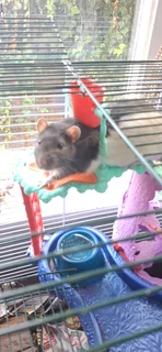 Tame pet rats with cage and accessories
