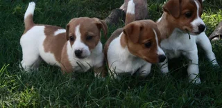 Jack Russell Puppies for Sale
