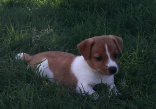 Jack Russell Puppies for Sale