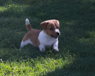 Jack Russell Puppies for Sale