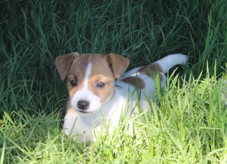 Jack Russell Puppies for Sale