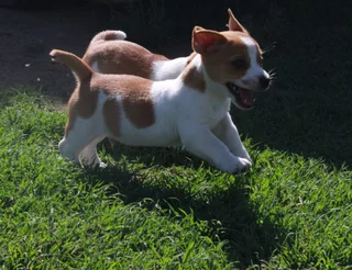 Jack Russell Puppies for Sale
