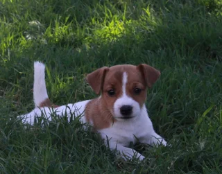 Jack Russell Puppies for Sale