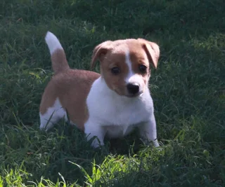 Jack Russell Puppies for Sale