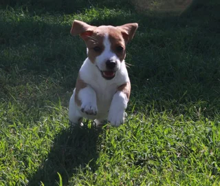 Jack Russell Puppies for Sale