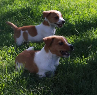 Jack Russell Puppies for Sale